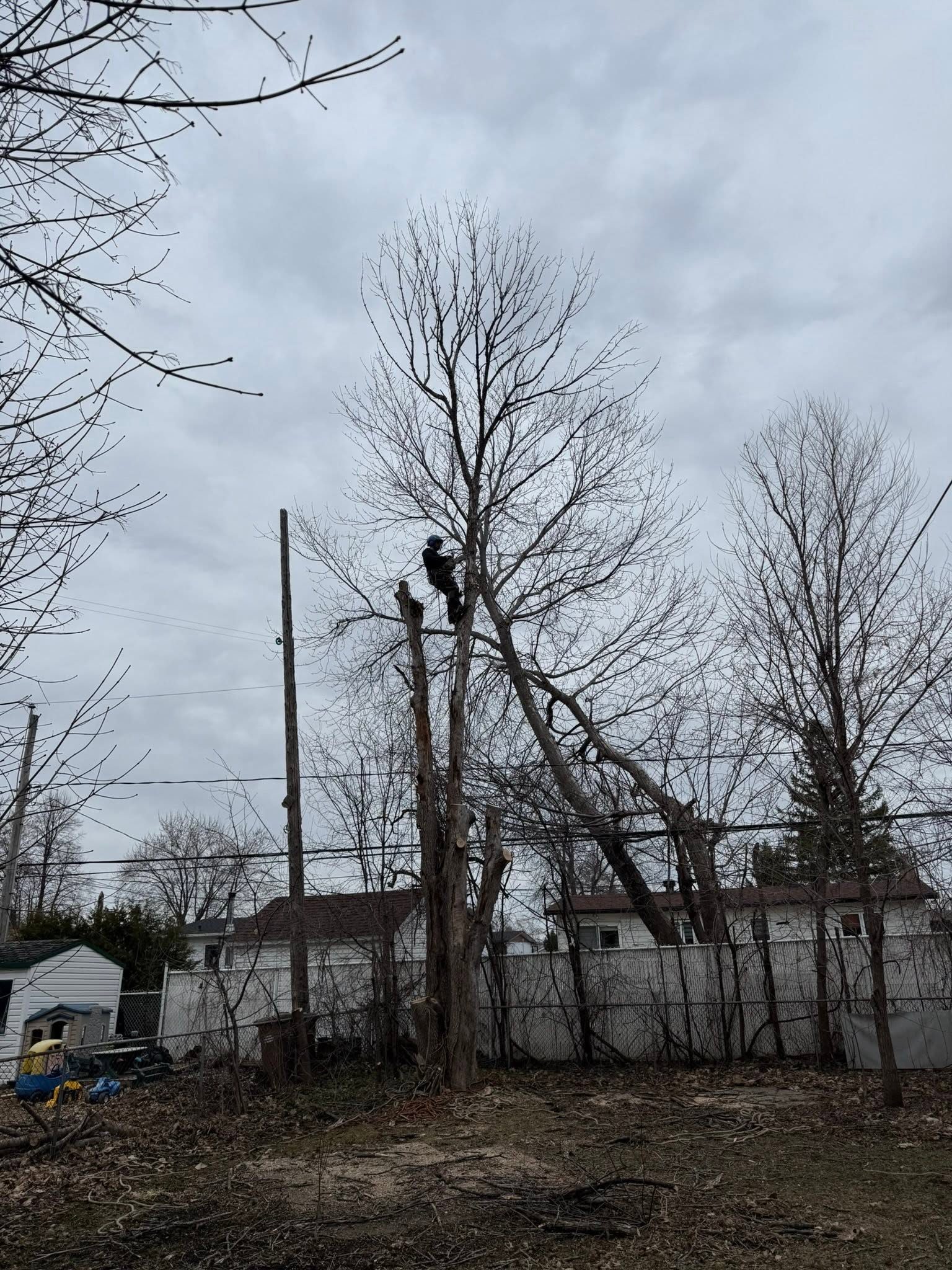 Arbre dangereux
