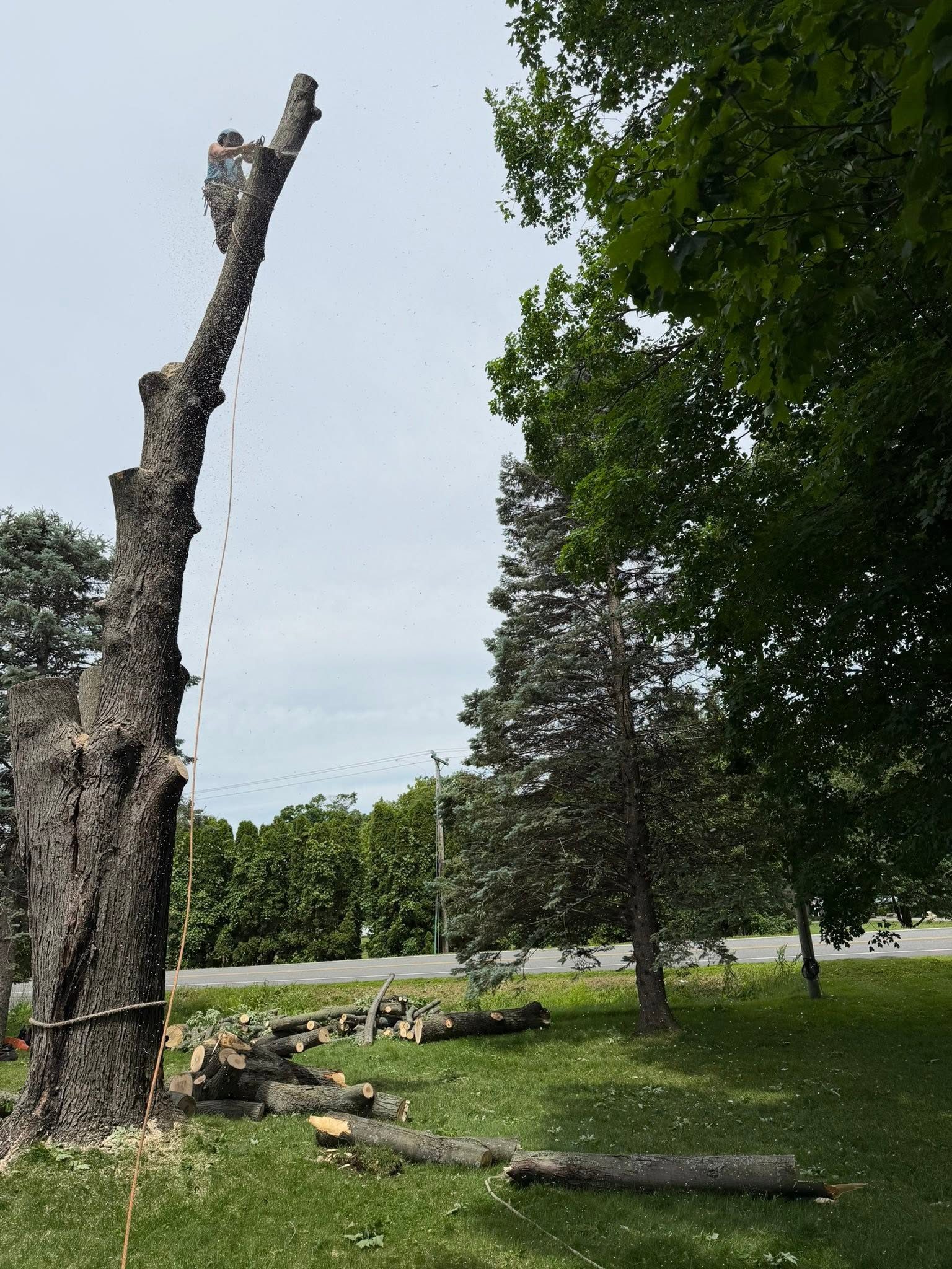 Arbre dangereux