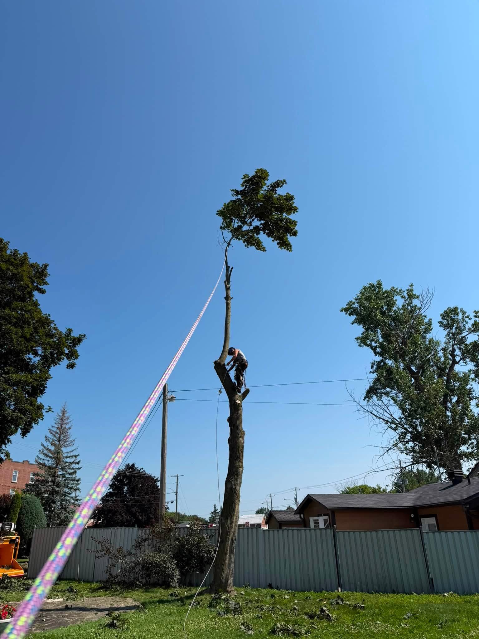 Arbre dangereux