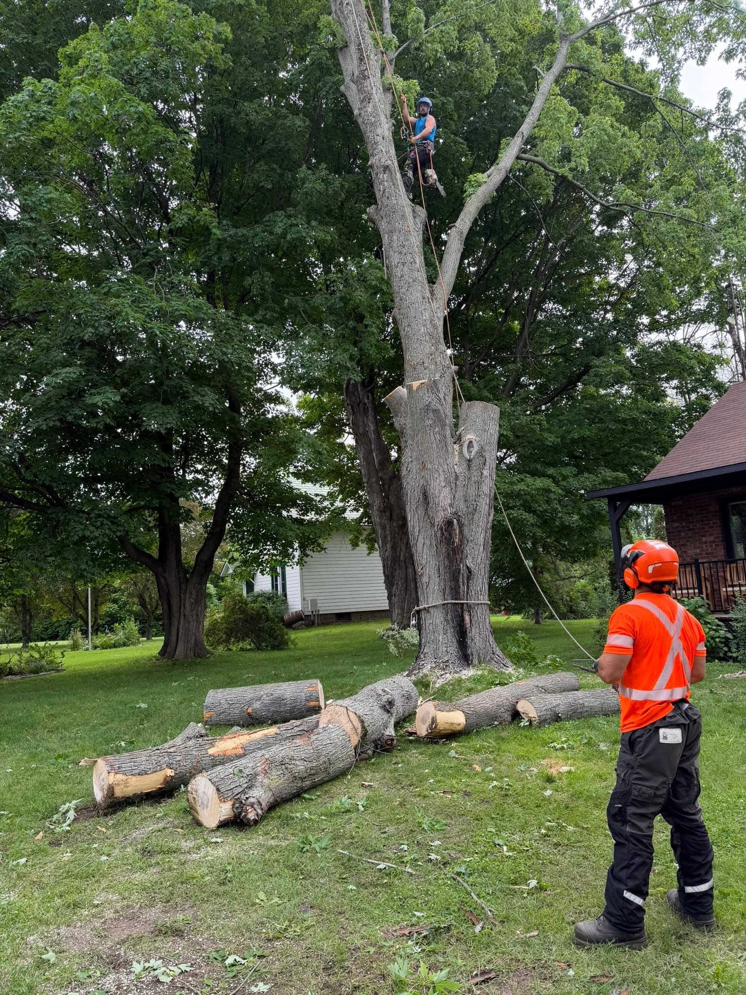 Abattage d'un grand arbre