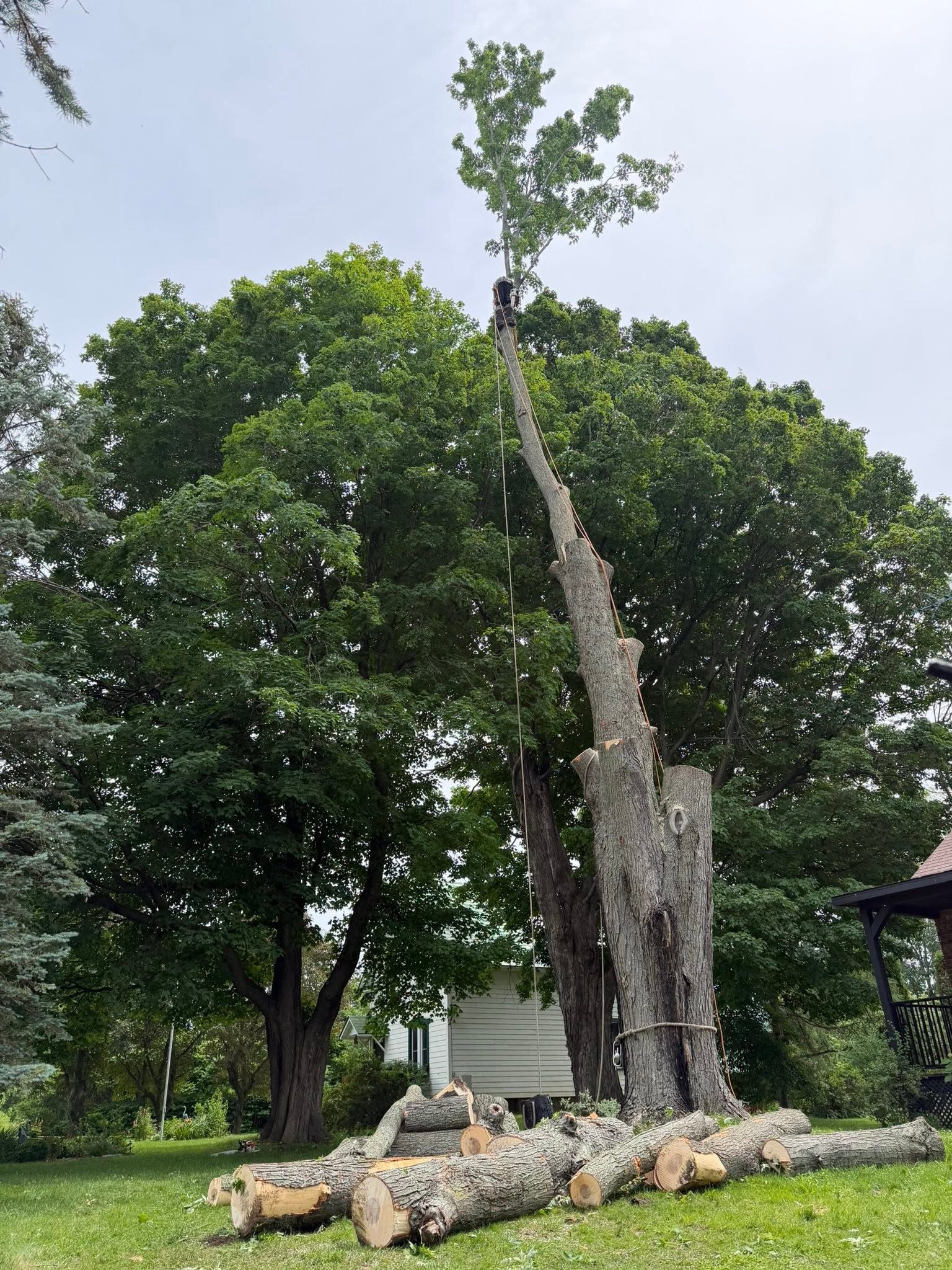 Gros arbre