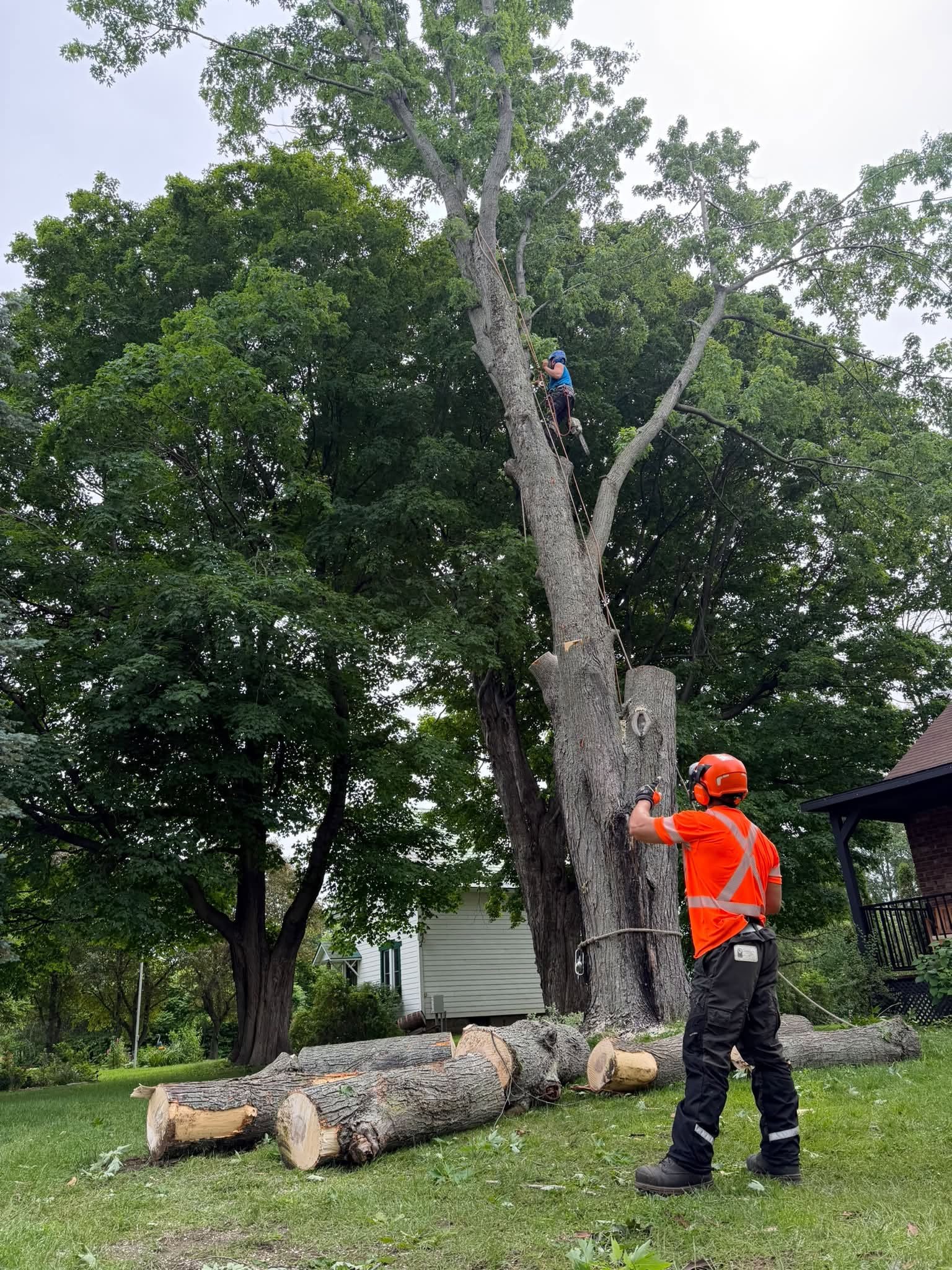 Abattage d'un arbre près d'une maison