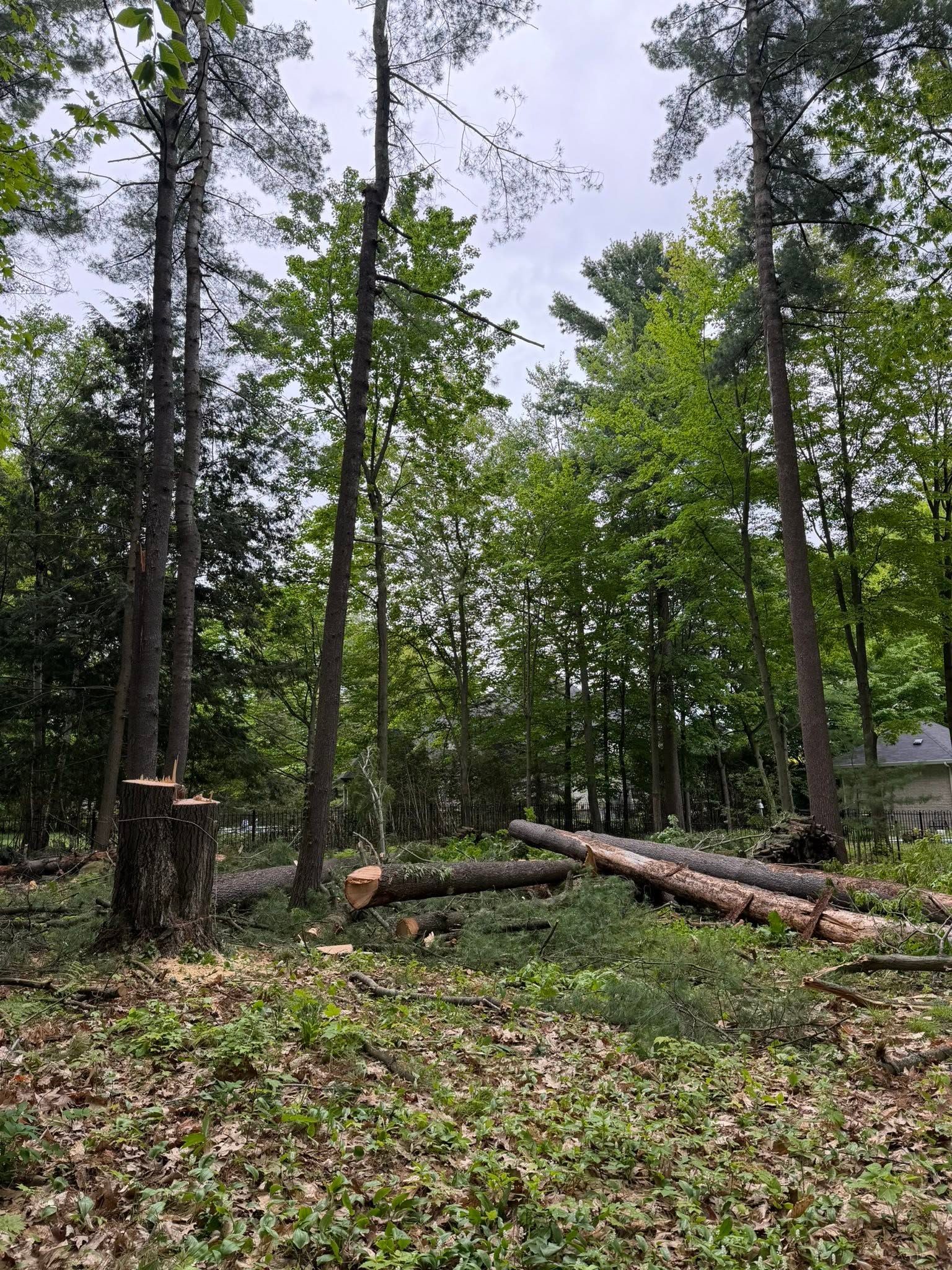 Déboisement d'un terrain