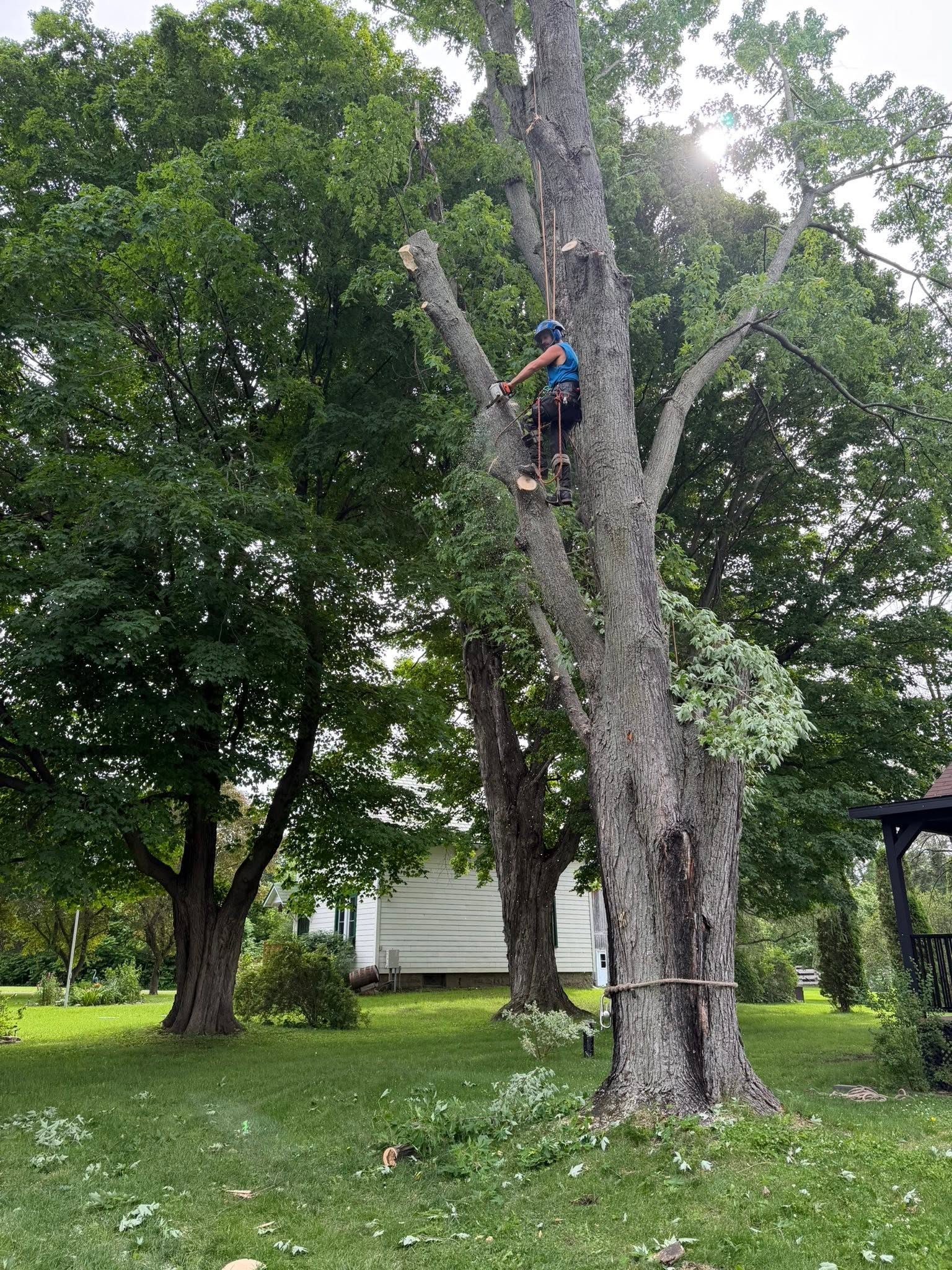 Élagage d'un arbre en hauteur