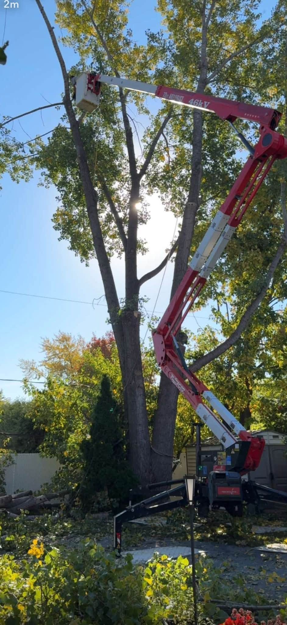 Émondage d'un arbre en hauteur