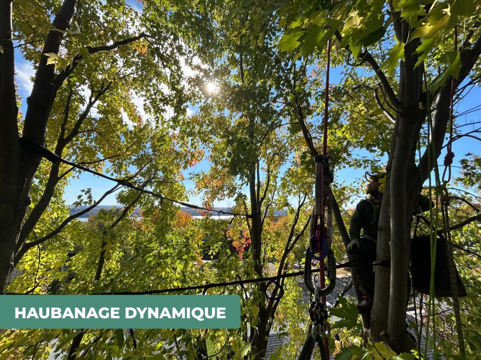 Haubanage d'un arbre